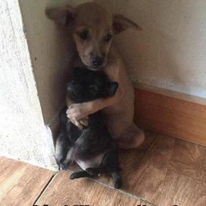 Meet your Posher, Madonna